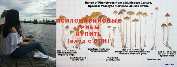 сатива Горнозаводск